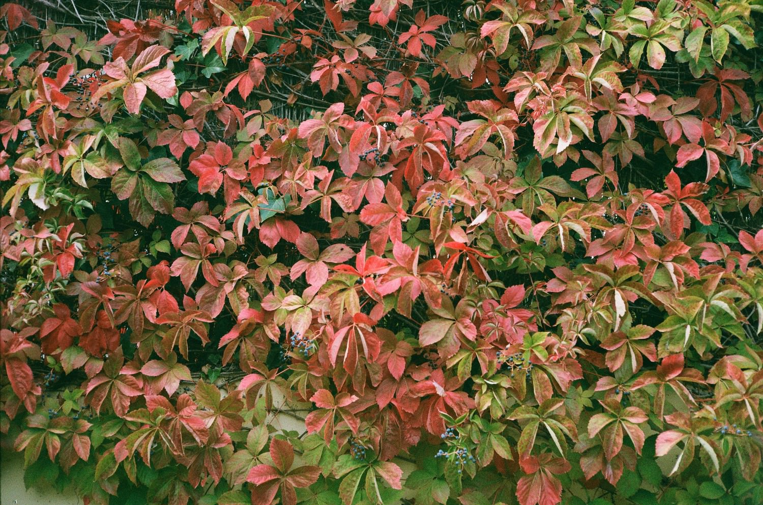 Adventures in 35mm film