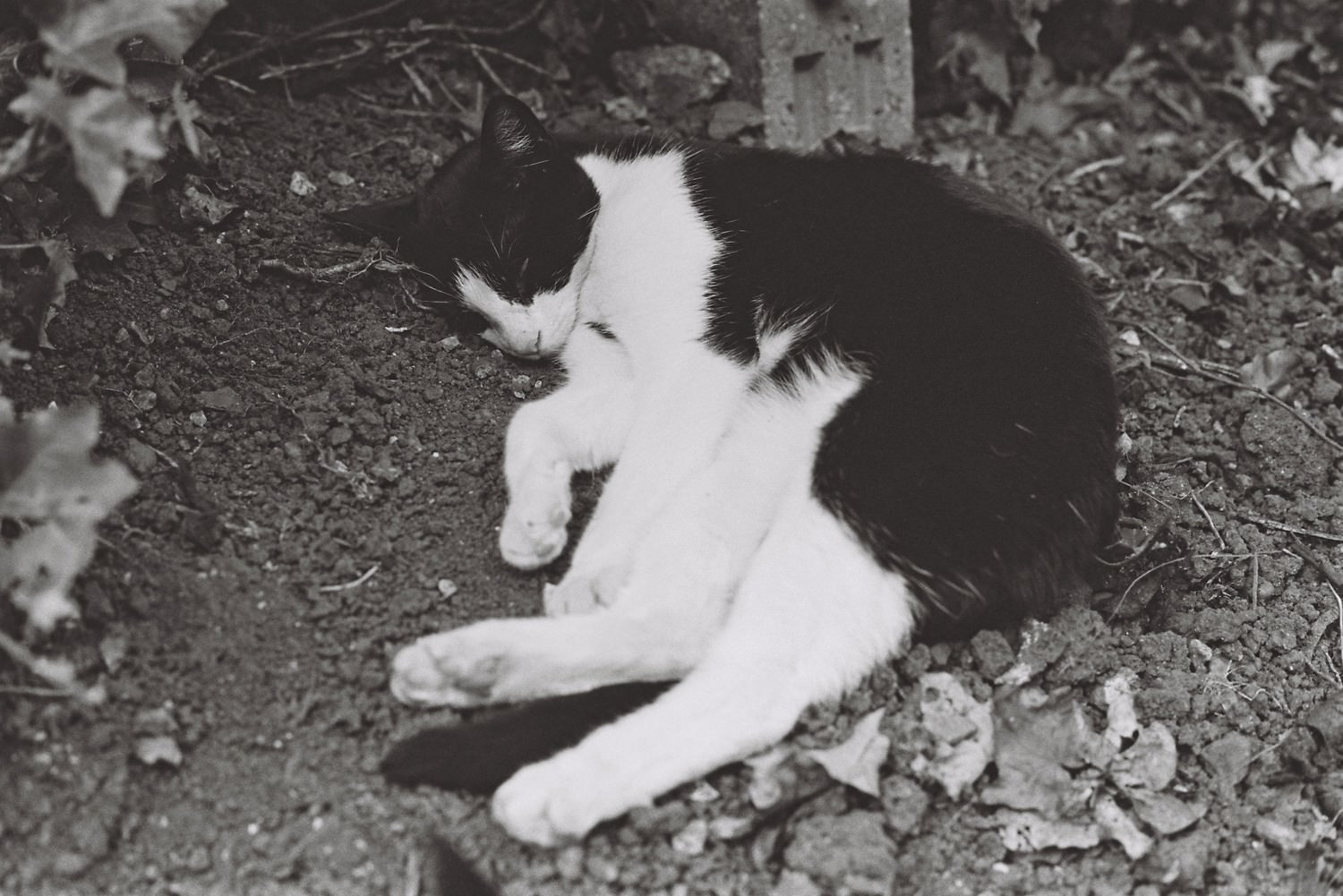 Adventures in 35mm film